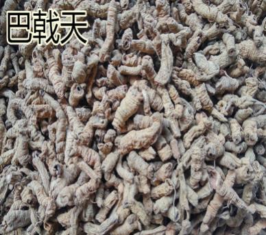 中药材巴戟天图1