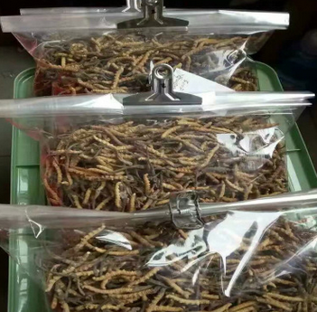 青海特产保健食品新鲜虫草 7g袋装图3