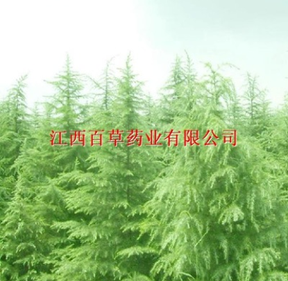 雪松油专业厂家生产纯天然植物提取柏叶油图1
