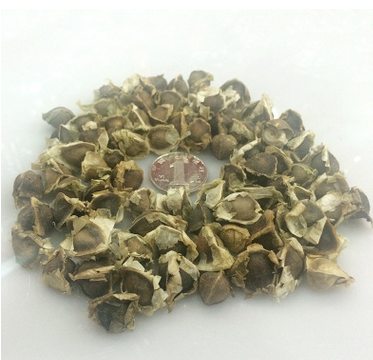 正宗印度进口辣木籽 精选辣木种子辣木子种植食用 滋补品 批发图2