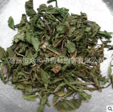 中药材蒲公英图2