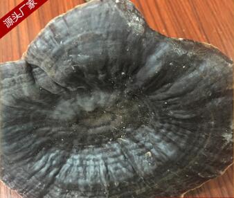 营养滋补灵芝 优质江西白底灵芝图2