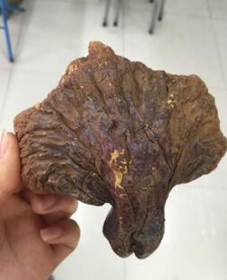 长白山野生灵芝 白心灵芝图1