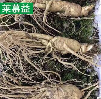 长白山鲜人参带土新鲜人参 东北特产泡酒人参图1