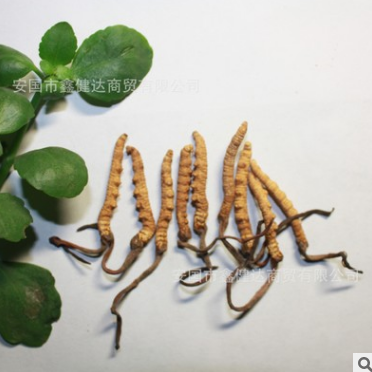 供应优质冬虫夏草 虫草 那曲虫草 野生藏草 15年新货 3000条图2