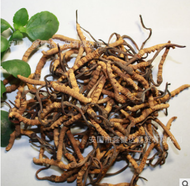 供应优质冬虫夏草 虫草 那曲虫草 野生藏草 15年新货 3000条图3
