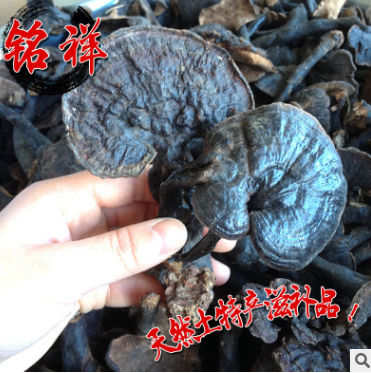 厂家销售 野生灵芝 野生紫芝 野生有柄紫芝 野生灵芝批发图3