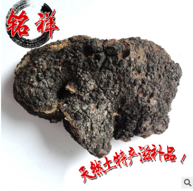 厂家直销 野生桦褐孔菌 野生灵芝 白桦茸 桦树泪图1