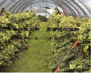 半野生铁皮石斛干花 绿色花茶 压偏干花图2