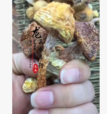 龙函参茸 纯天然野生姬松茸 姬松茸干货批发图3