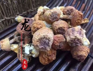 龙函参茸 纯天然野生姬松茸 姬松茸干货批发图1