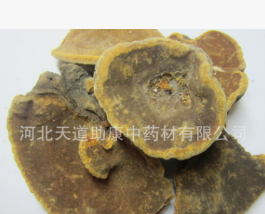 供应中药材 中品 桑黄 桑黄菌图2