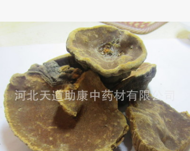 供应中药材 中品 桑黄 桑黄菌图1