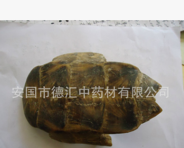 供应中药材龟板图2
