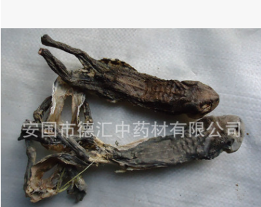 批发地道中药材干蟾行水湿，化毒，杀虫，定痛。图1