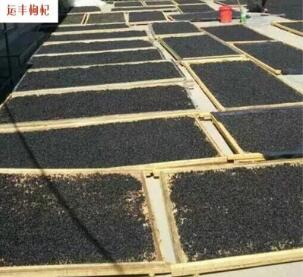正宗青海柴达木黑枸杞 散称大颗粒野生黑枸杞图1