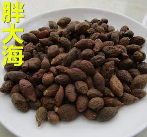 长果胖大海 越南胖大海 花草茶食品图2