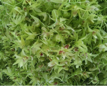 铁皮石斛干花图2