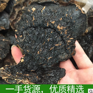 优质现货特供海南薄盖灵芝海南野生灵芝正品 干货有柄可批发图2