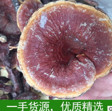 优质特供野生纯野生灵芝林芝整枝灵芝无柄赤芝赤灵芝 特级图3