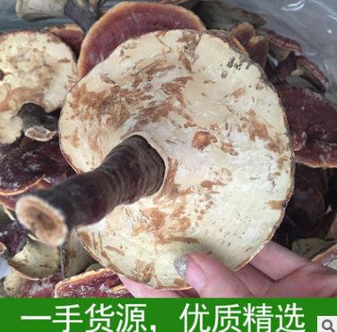 优质特供野生纯野生灵芝林芝整枝灵芝无柄赤芝赤灵芝 特级图1