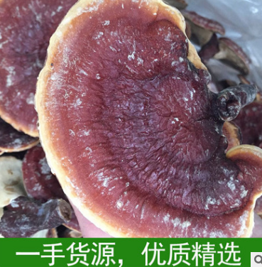 优质特供野生纯野生灵芝林芝整枝灵芝无柄赤芝赤灵芝 特级图2