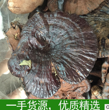优质特供野生灵芝 广西野生灵芝正品 干货有柄可批发图2