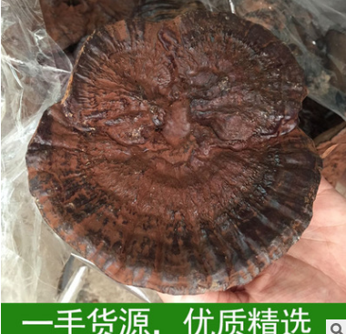 优质特供野生灵芝 广西野生灵芝正品 干货有柄可批发图3