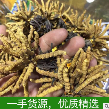 供应纯天然冬虫夏草原产地精选西藏那曲虫草野生冬虫夏草厂家批发图2