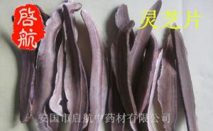 供应中药材长白山 灵芝 灵芝片 大货供应 量大从优图1
