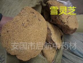 中药材批发 西藏 雪灵芝 正品包化验图1