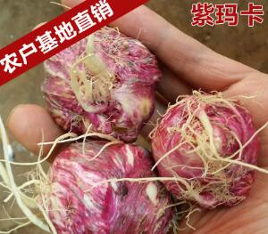 精品紫玛卡 云南昆明玛咖果 跑江湖地摊玛卡保健品图3