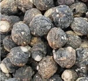 优品会泽玛咖药材保健品 跑江湖地摊玛卡图2