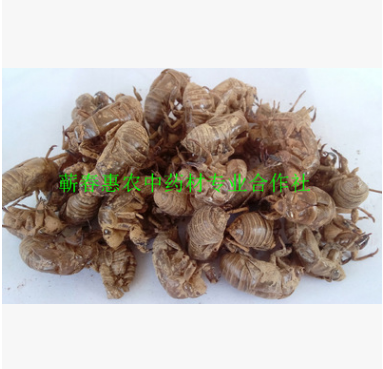 厂家提供中药材动物类蝉蜕 晒制虫蜕 疏风热透疹蝉蜕图1