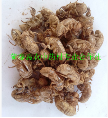 厂家提供中药材动物类蝉蜕 晒制虫蜕 疏风热透疹蝉蜕图3