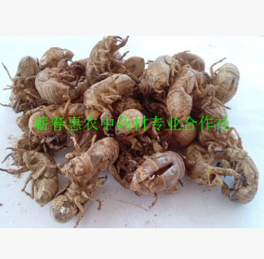 厂家提供中药材动物类蝉蜕 晒制虫蜕 疏风热透疹蝉蜕图2
