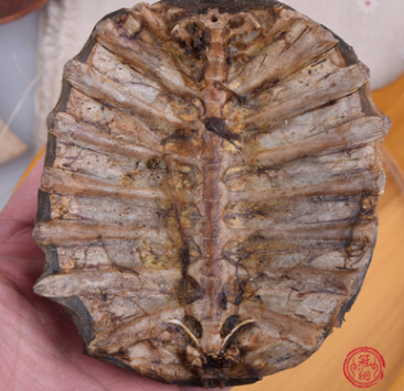 带肉鳖甲壳 完整生鳖甲 9.9元一个 大个甲鱼壳 自然晾干 中药材图2