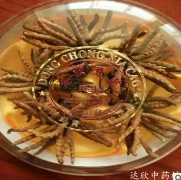 批发供应 名贵中药材虫草 纯天然 那曲 冬虫夏草图2