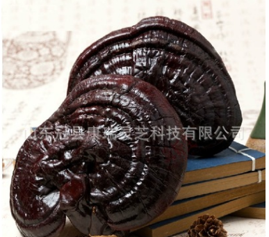 产地批发山东日本灵芝 紫灵芝正品 灵芝片 半野生紫芝 整枝短柄图3