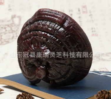 产地批发山东日本灵芝 紫灵芝正品 灵芝片 半野生紫芝 整枝短柄图2