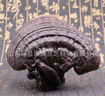 批发供应 赤灵芝统货 紫灵芝 纯天然 野生灵芝 各种规格 大货供应图1