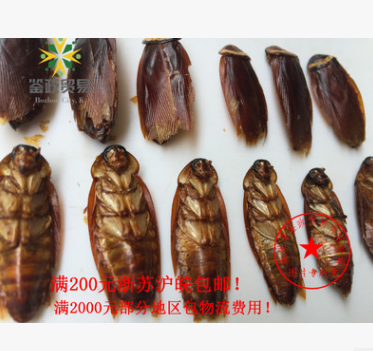 药材干蟑螂（美洲大蠊）正品直销 蟑螂干批发图2