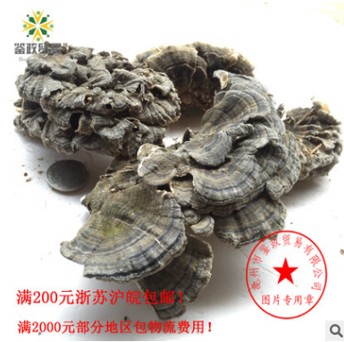 批发 云灵芝 云芝 粉图2