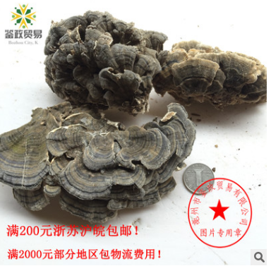 批发 云灵芝 云芝 粉图3