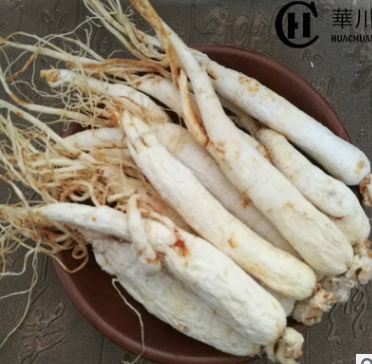 云南白人参500g 无硫全须泡酒优质精选原皮白人参基地直销图1