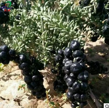 厂家直销甘肃特产敦煌敦威黑枸杞瓶装100g花青素养生花茶批发零售图2