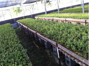 铁皮石斛半年驯化苗2元/丛种植半年一包6苗左右高1-5cm图1