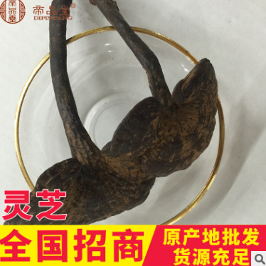 帝品堂灵芝直销 东北吉林长白山纯正灵芝 野生灵芝批发深山灵芝图1