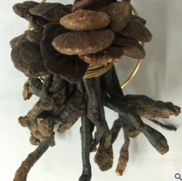 帝品堂灵芝直销 东北吉林长白山纯正灵芝 野生灵芝批发深山灵芝图3