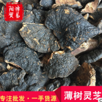 批发野生薄树芝野生灵芝黑灵芝海南薄盖灵芝诚招代理支持一件代发